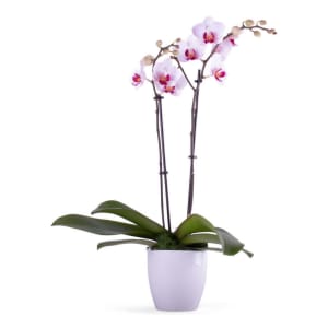 Enchanting Orchid Plant Flower Bouquet